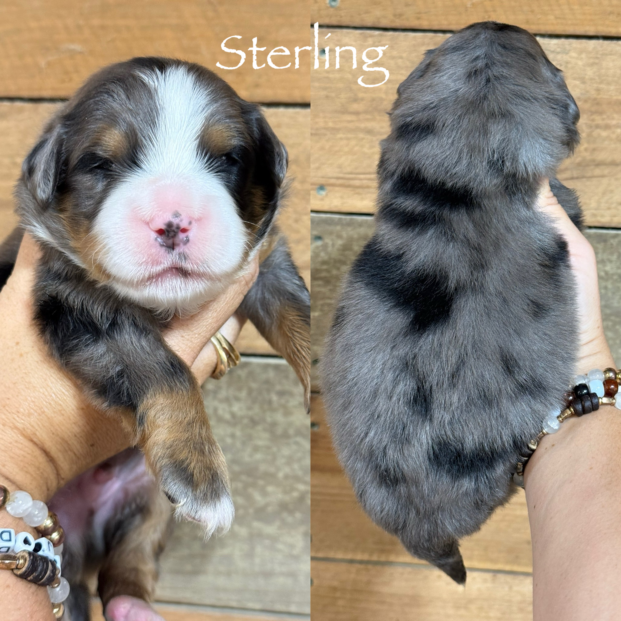 Sterling  1
